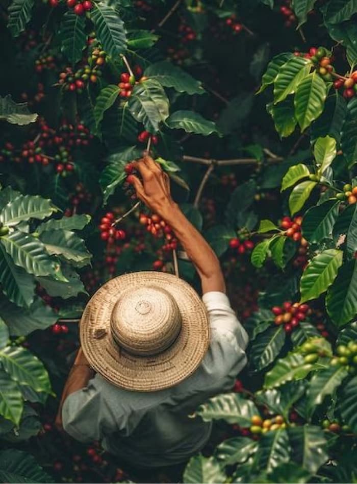 Coffee plants photographed from above with a straw hat resting among them