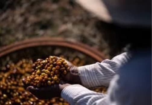 Coffee cherries held in a hand at harvest